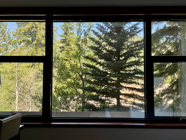 a view of trees from a window
