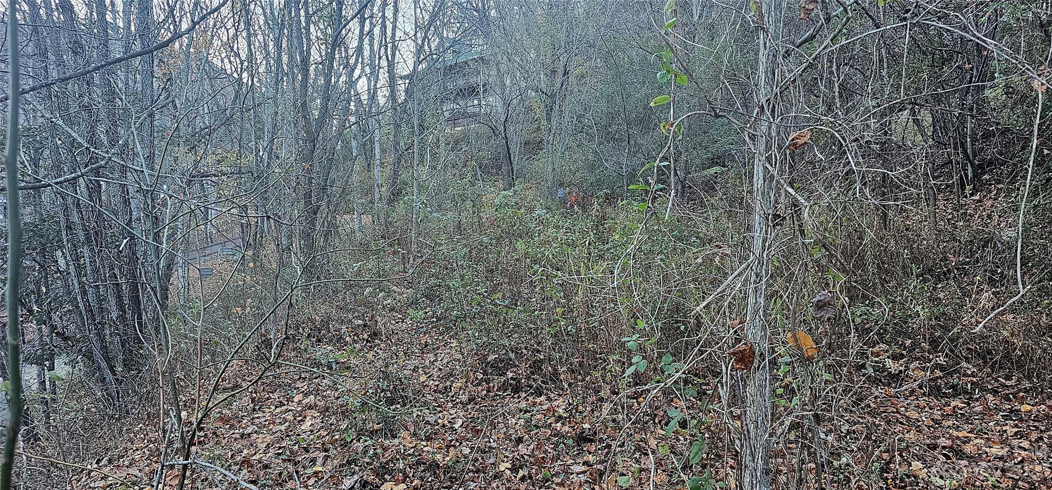 106 Silverleaf Circle Maggie Valley, NC 28751 - Photo 3 of 15 a close up of a plant in a garden