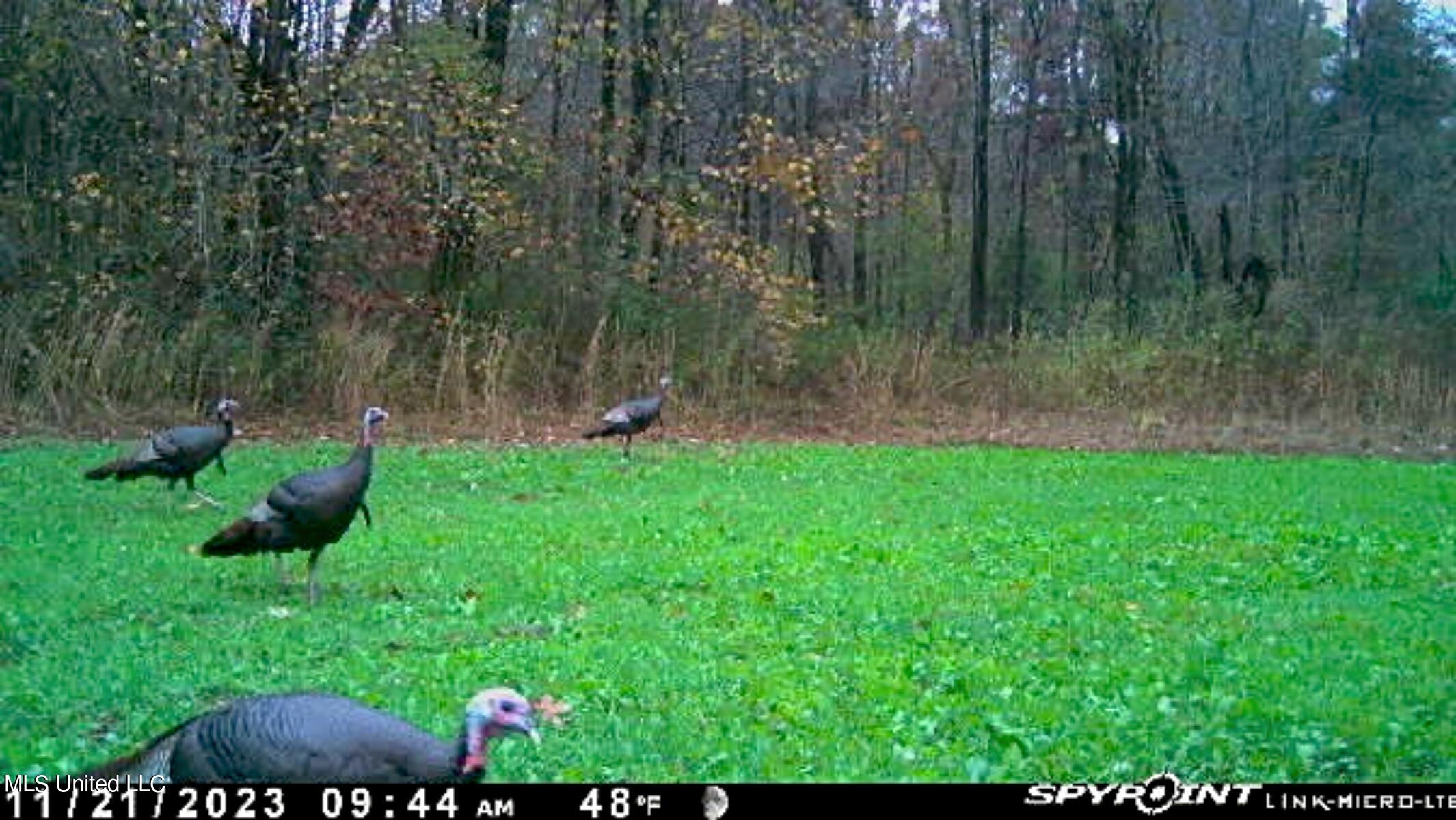 81 Turner Road Sarah, MS 38665 - Photo 11 of 15 Wildlife