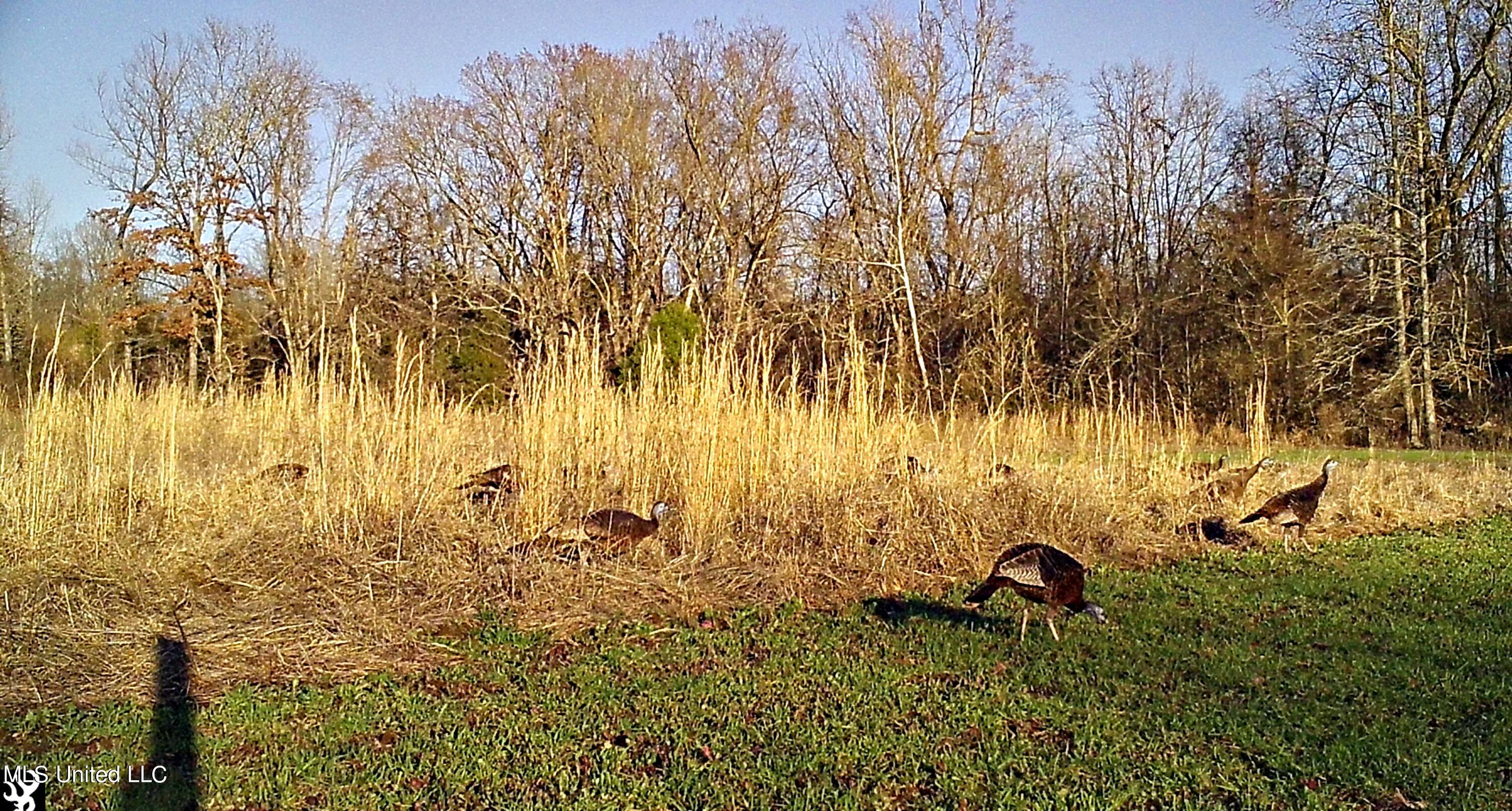 81 Turner Road Sarah, MS 38665 - Photo 14 of 15 Wildlife