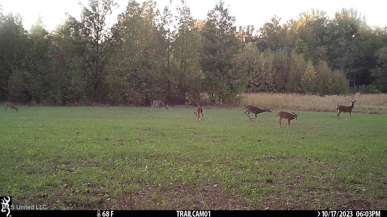 81 Turner Road Sarah, MS 38665 - Photo 2 of 15 Wildlife