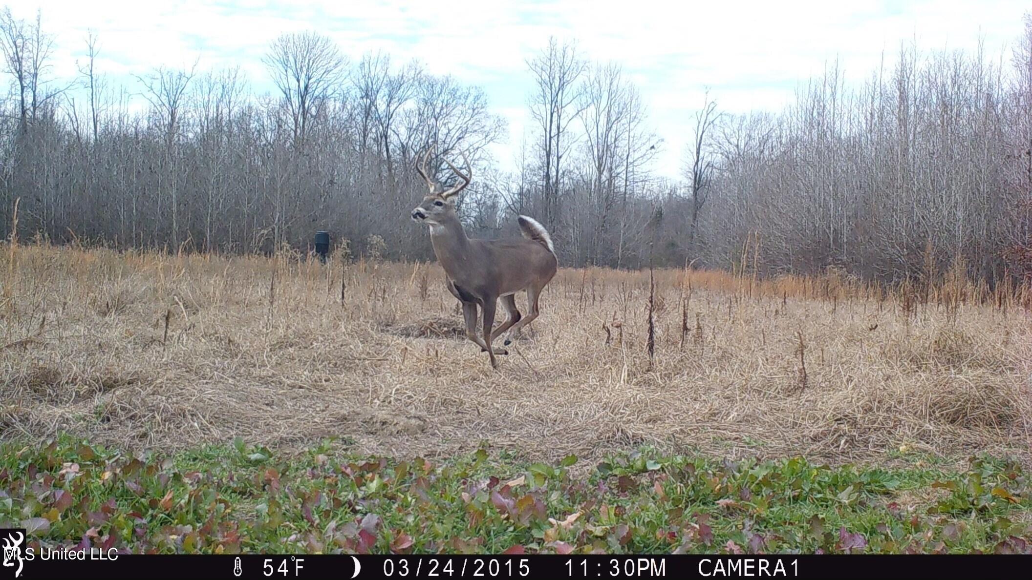 81 Turner Road Sarah, MS 38665 - Photo 3 of 15 Wildlife
