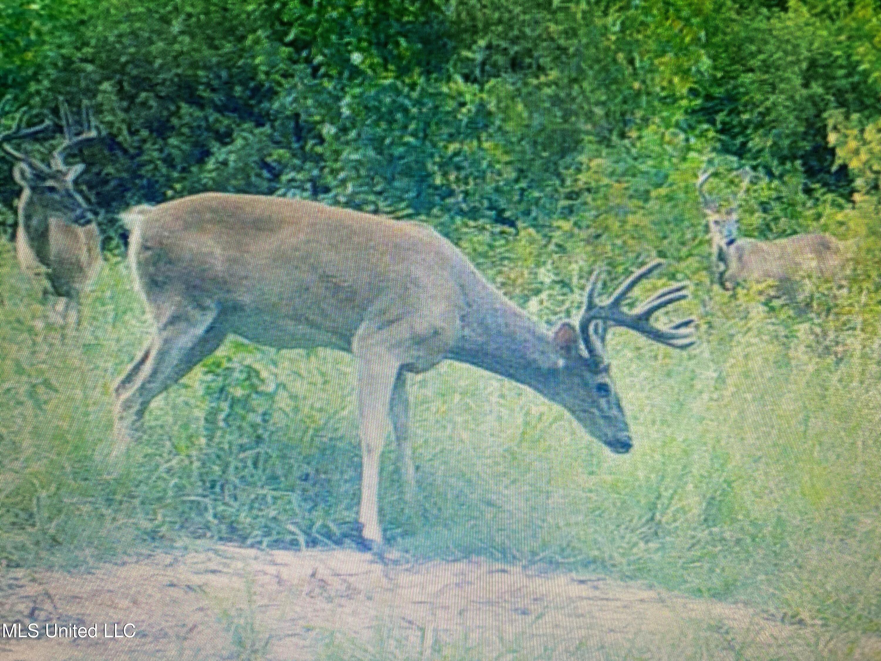 81 Turner Road Sarah, MS 38665 - Photo 4 of 15 Wildlife