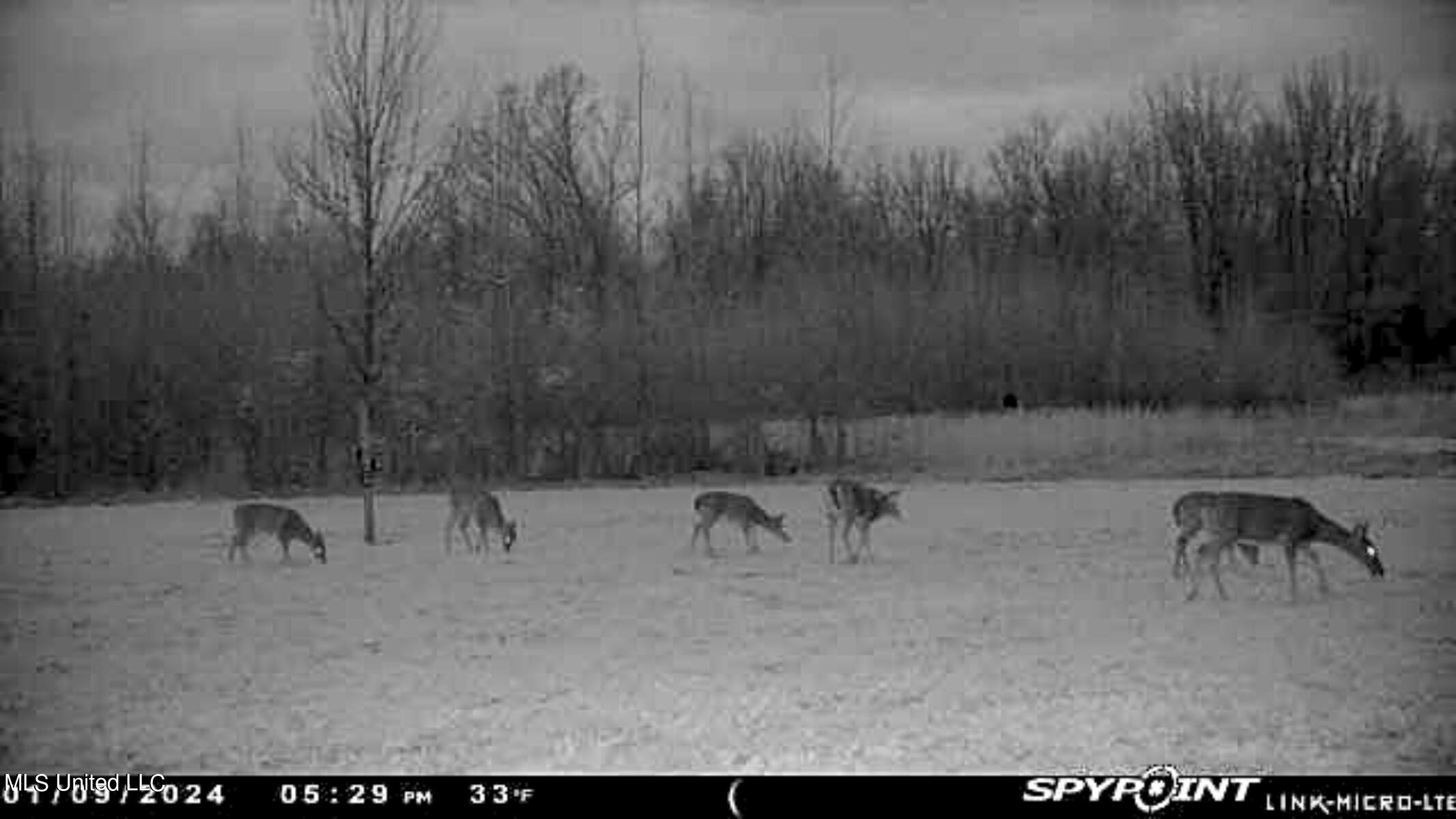 81 Turner Road Sarah, MS 38665 - Photo 7 of 15 Wildlife