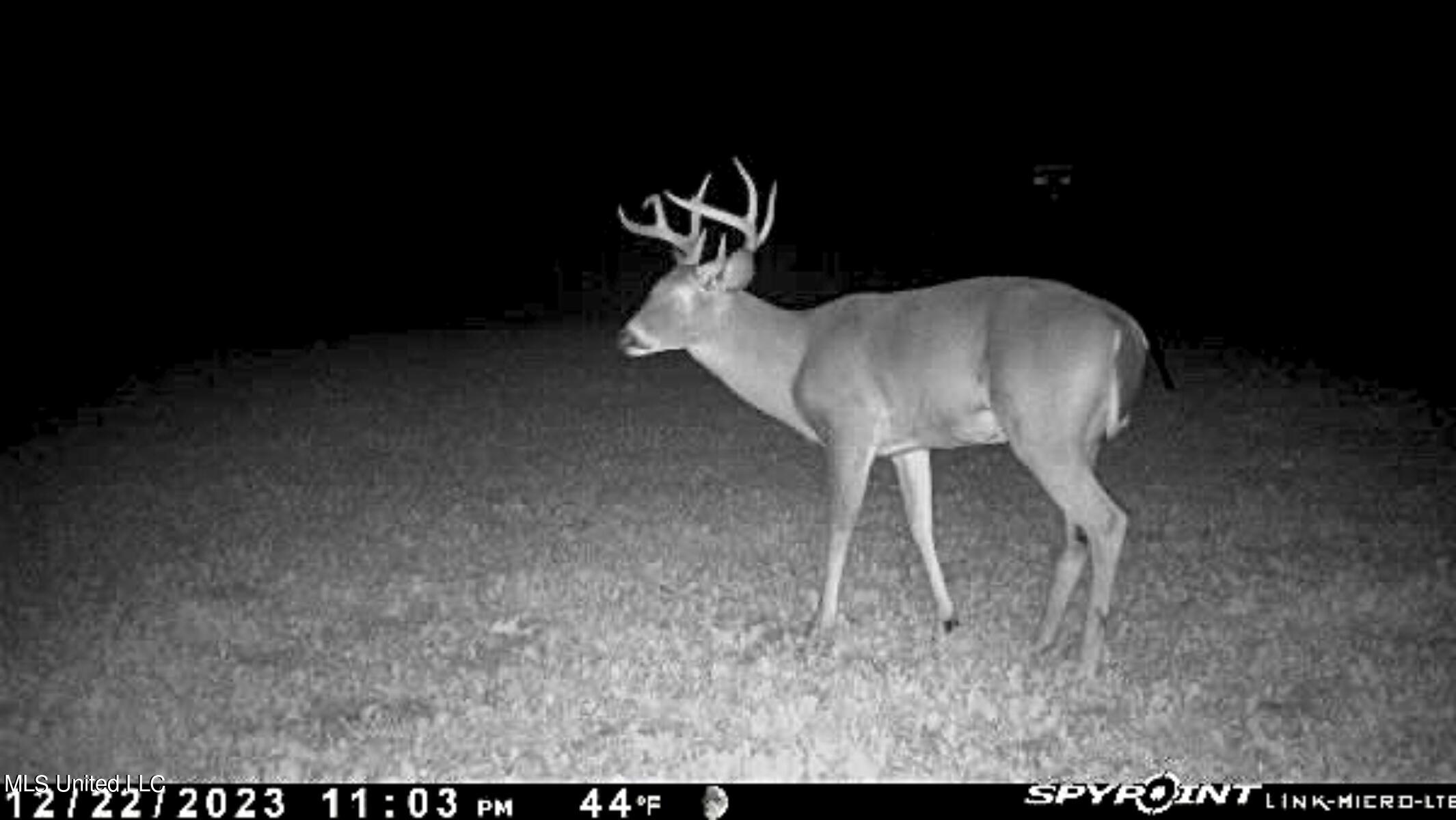81 Turner Road Sarah, MS 38665 - Photo 8 of 15 Wildlife