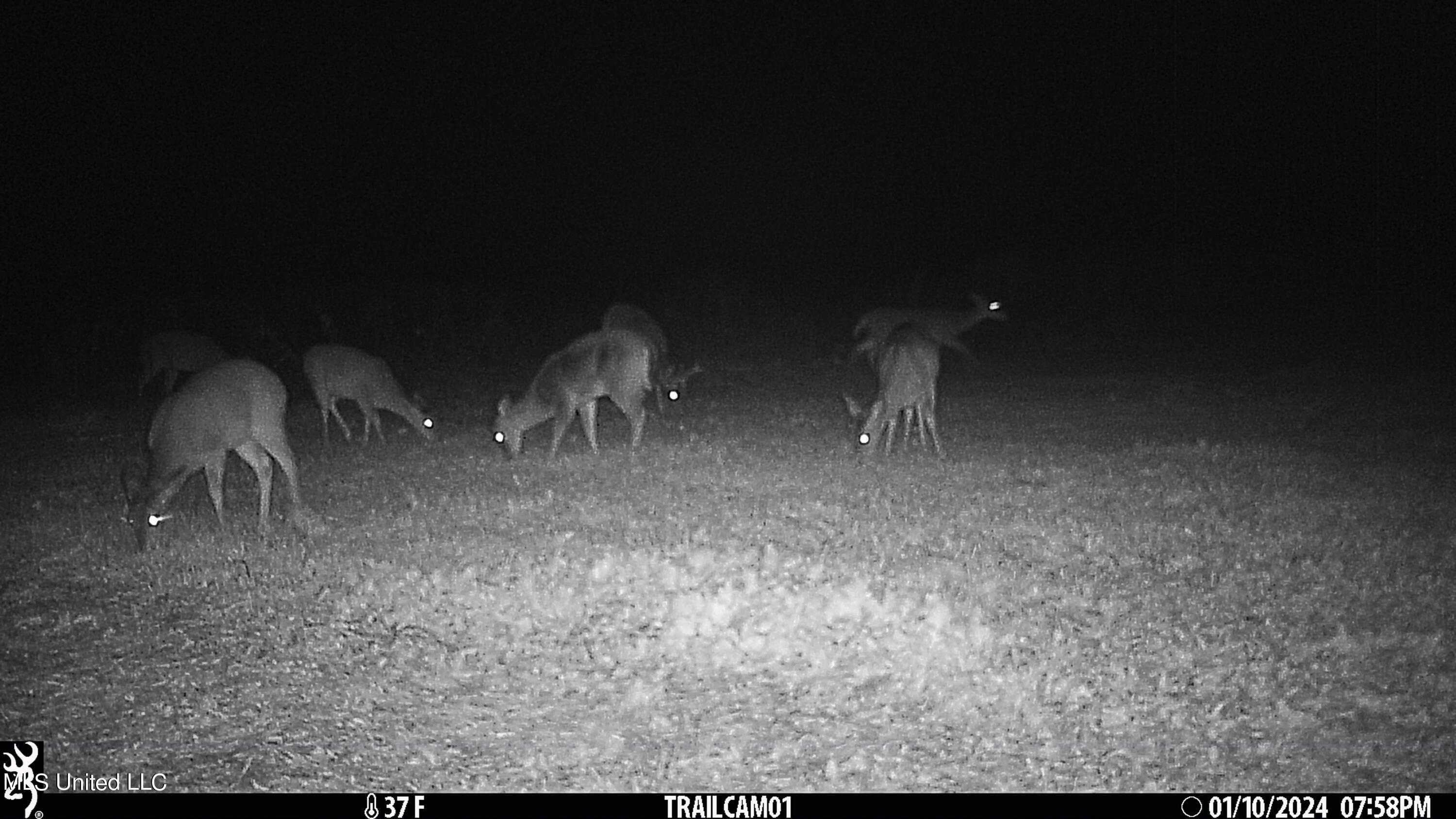 81 Turner Road Sarah, MS 38665 - Photo 9 of 15 Wildlife