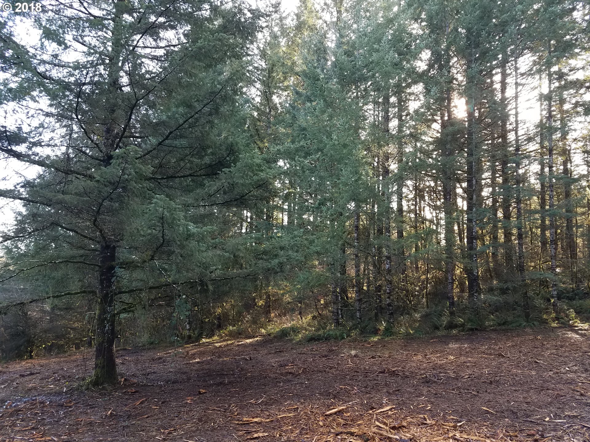 Midland Road Gaston, OR 97119 - Photo 11 of 19 a view of a forest