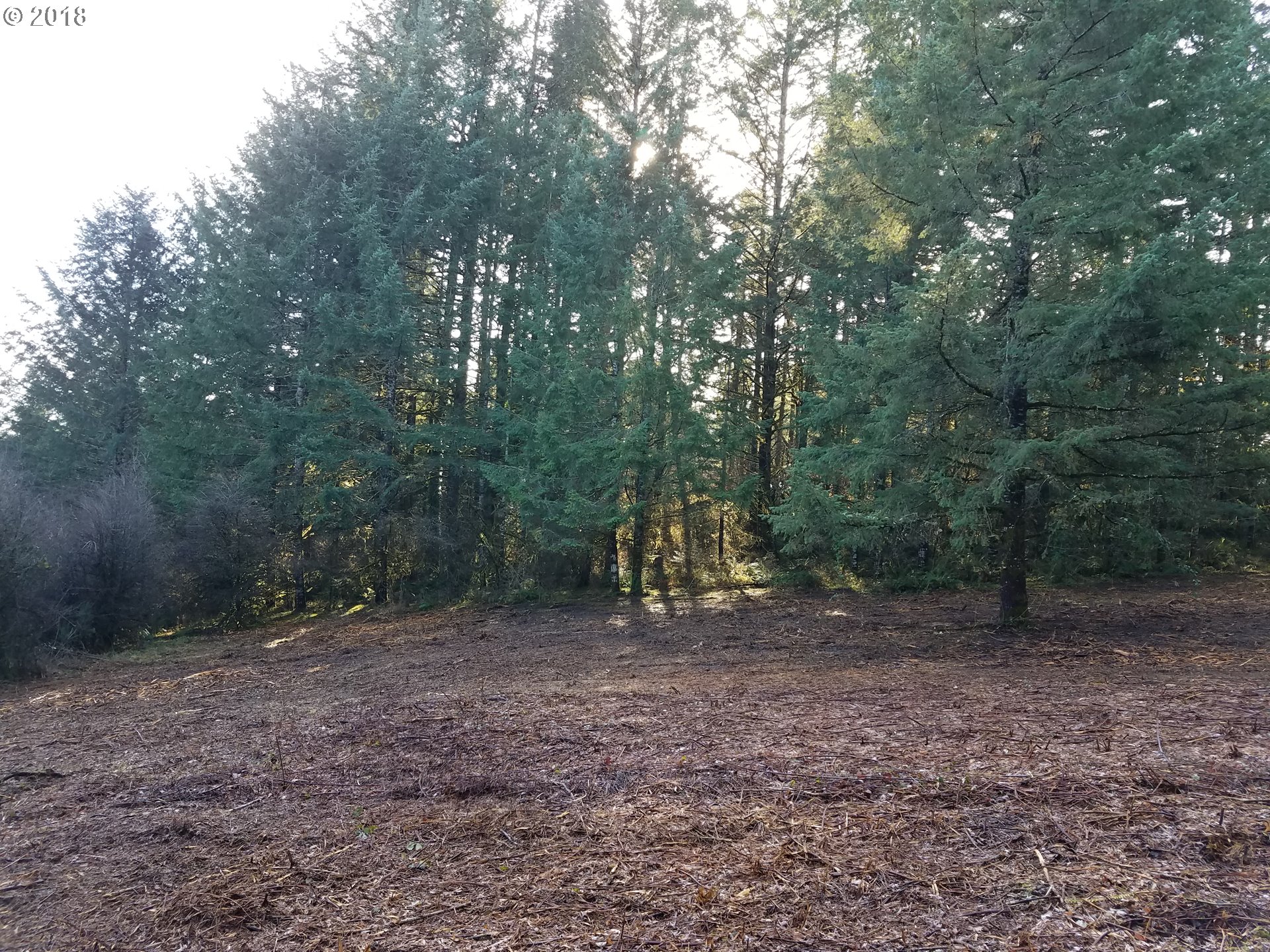 Midland Road Gaston, OR 97119 - Photo 14 of 19 a view of a forest with trees in the background