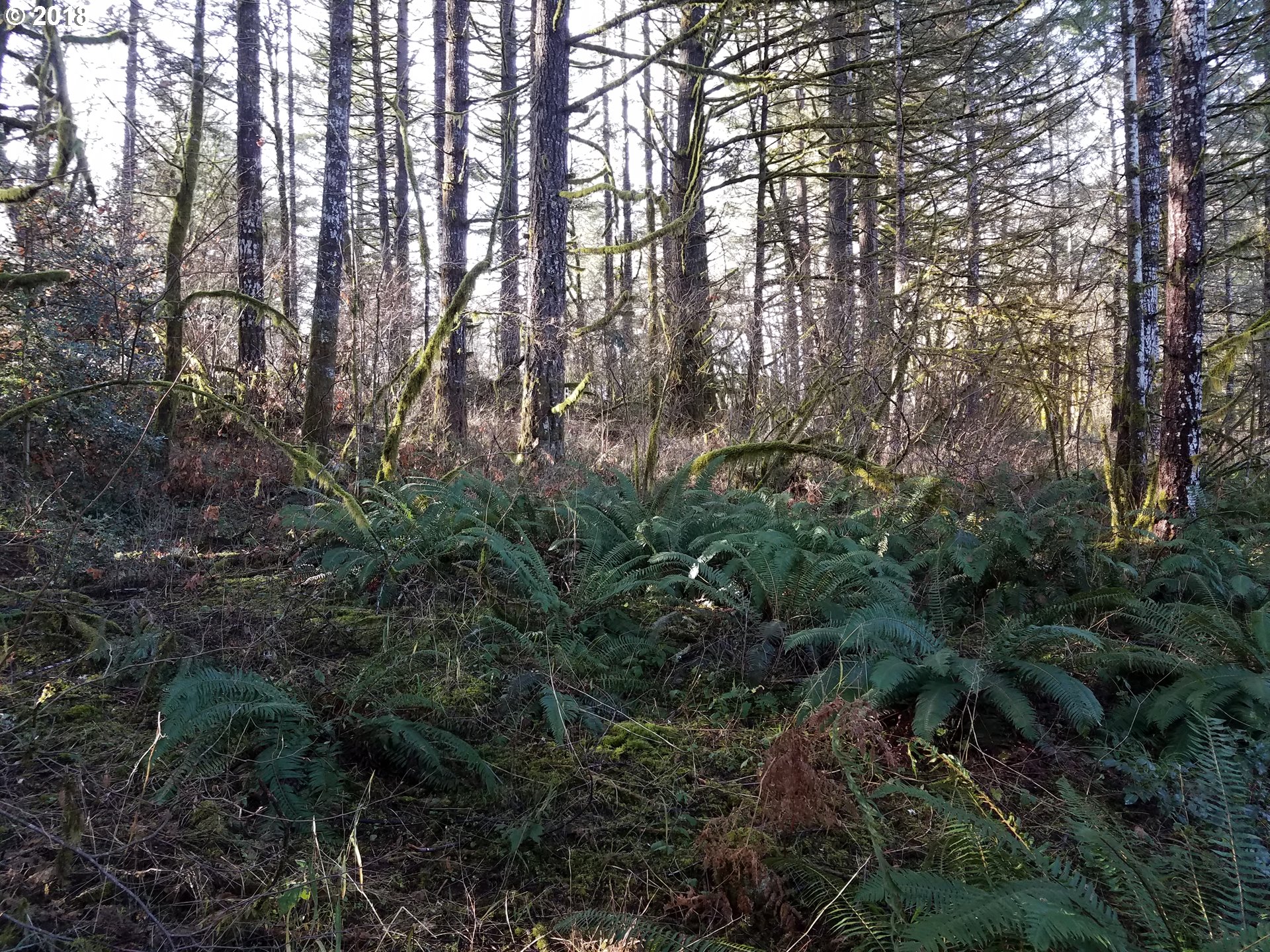 Midland Road Gaston, OR 97119 - Photo 15 of 19 a view of a forest with lots of trees
