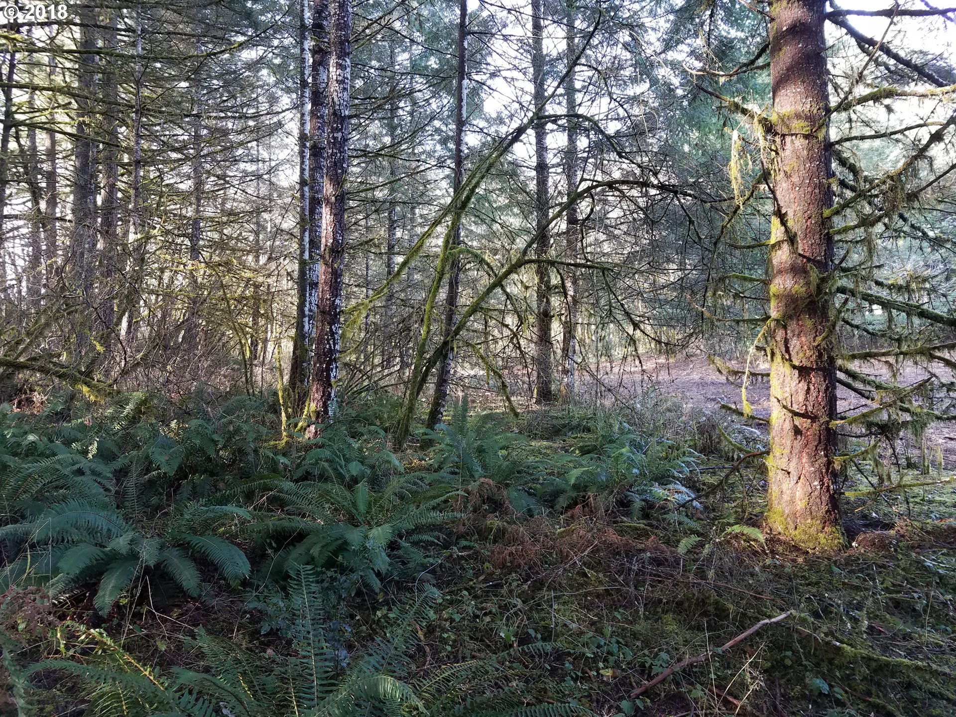 Midland Road Gaston, OR 97119 - Photo 16 of 19 a view of forest