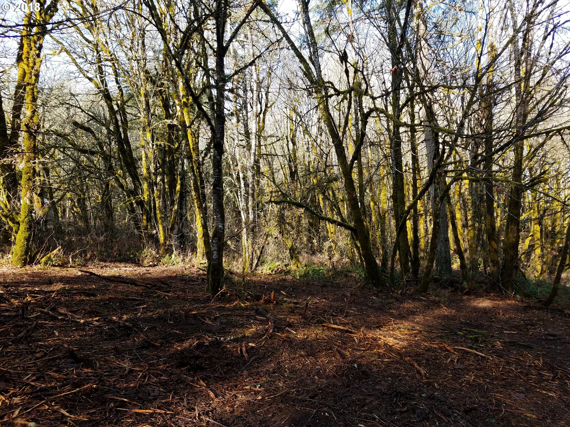 Midland Road Gaston, OR 97119 - Photo 3 of 19 a backyard of a house with lots of green space