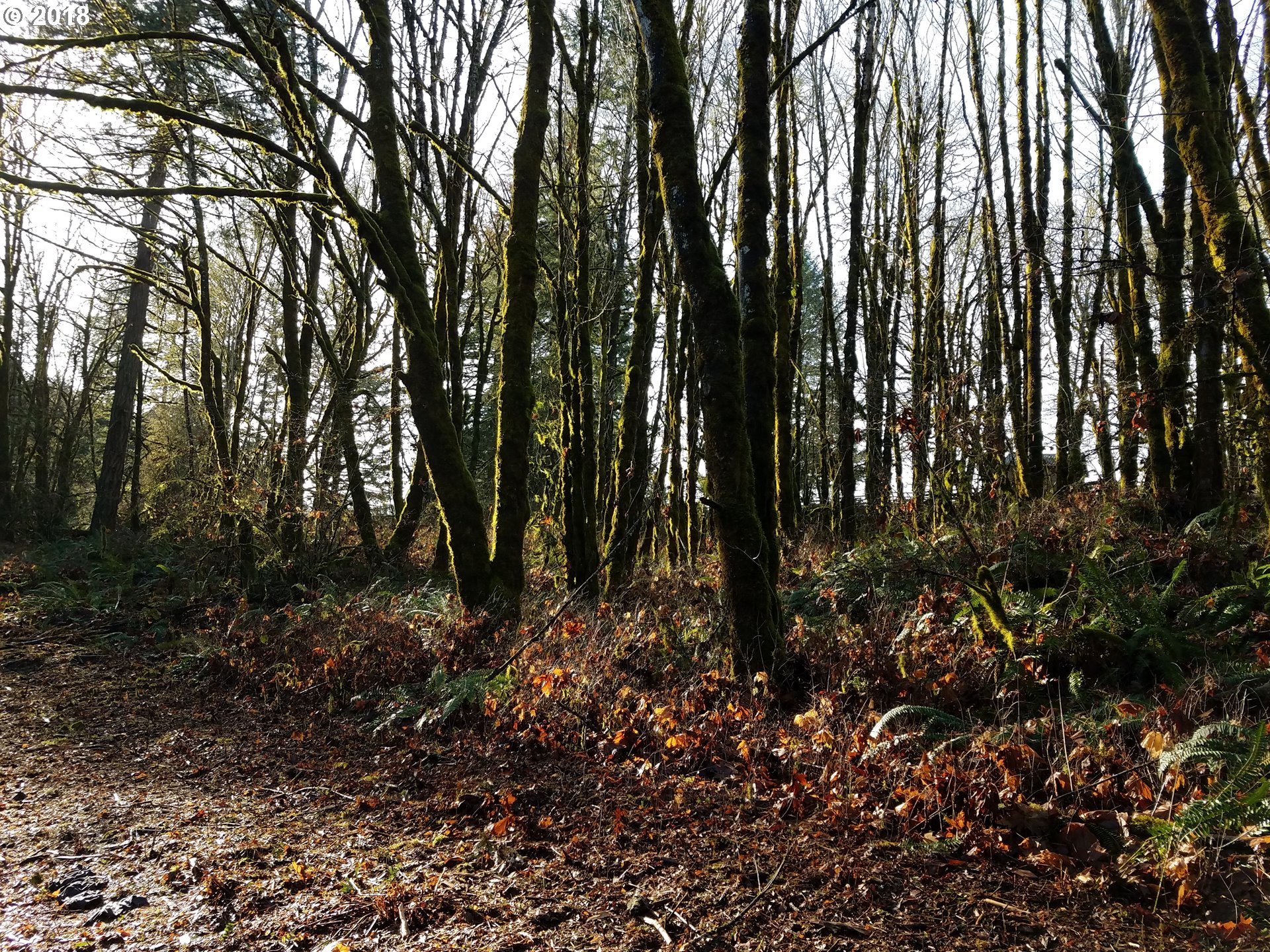 Midland Road Gaston, OR 97119 - Photo 4 of 19