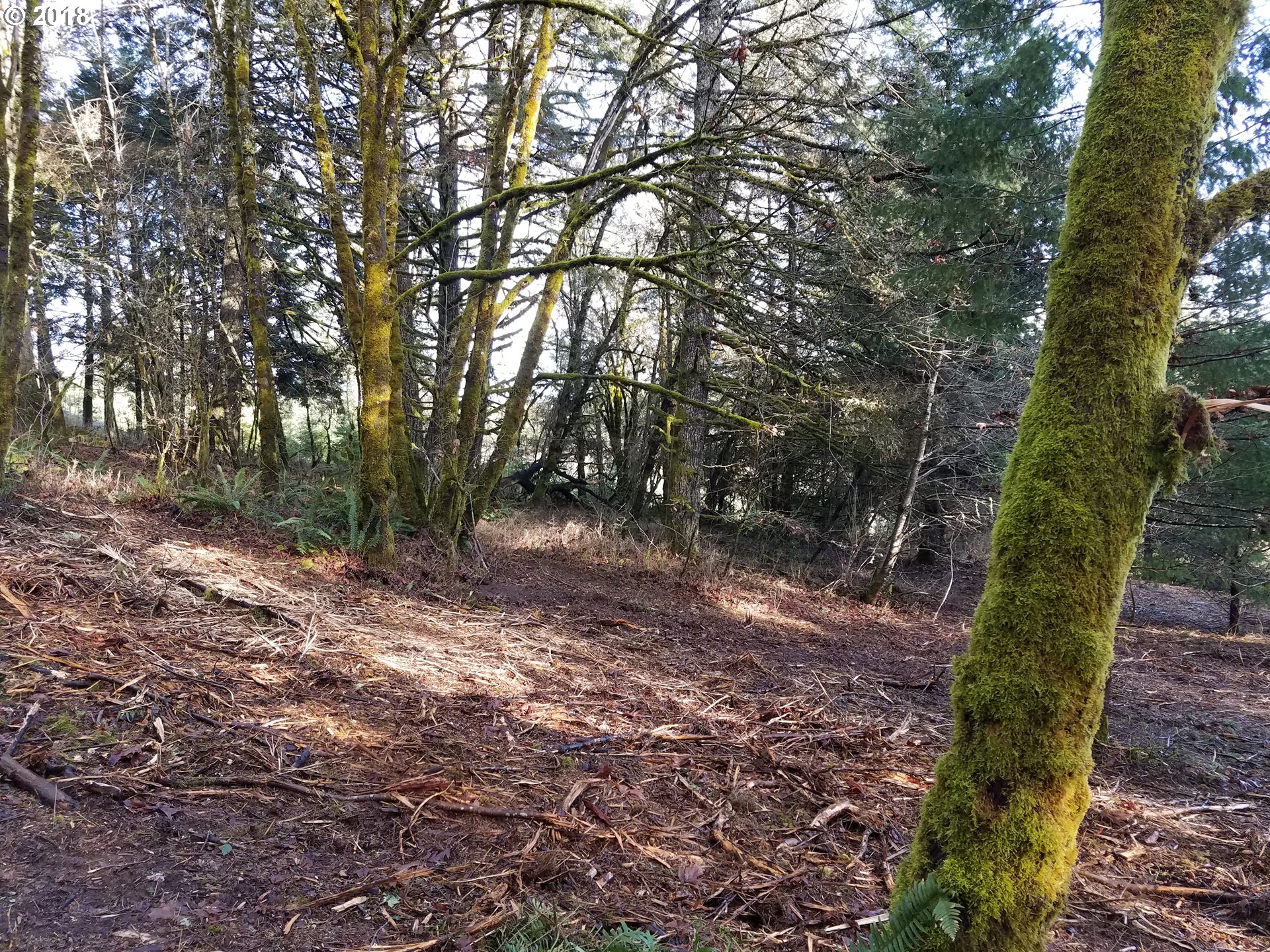 Midland Road Gaston, OR 97119 - Photo 5 of 19 a view of a forest with trees