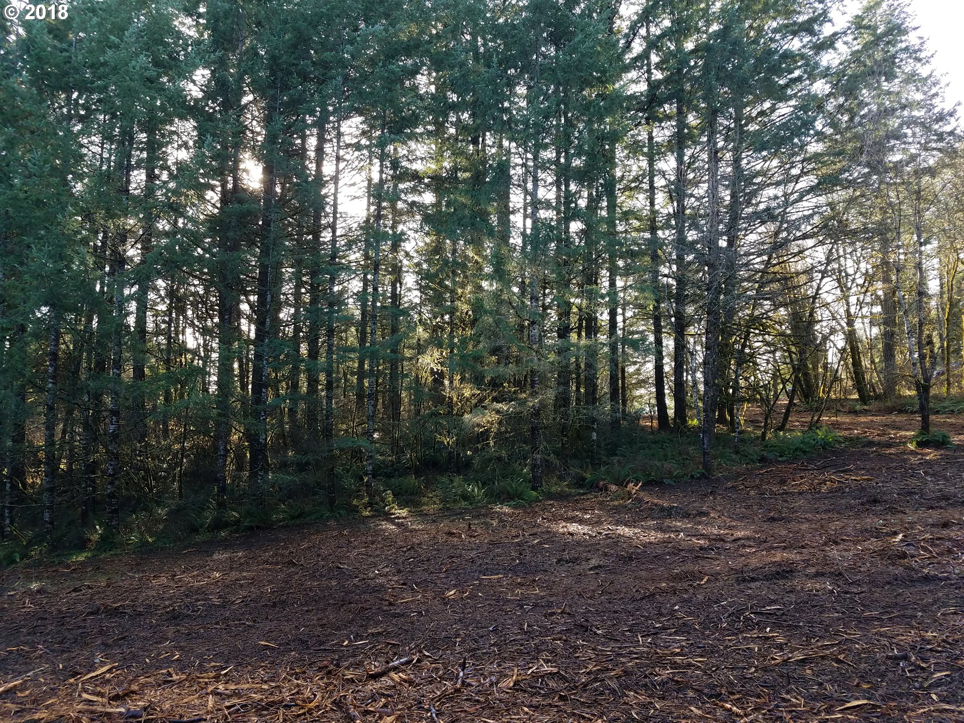 Midland Road Gaston, OR 97119 - Photo 10 of 19 a view of a forest with trees