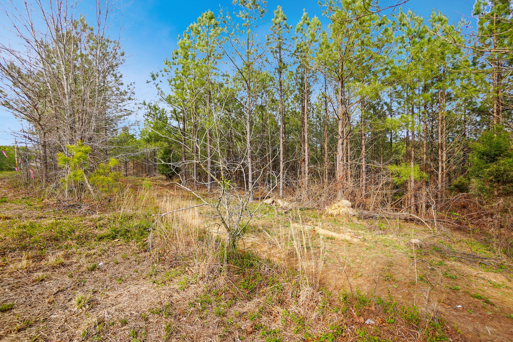 18 Ribbon Branch Road Dover, TN 37058 - Photo 5 of 12 Gallery Image 5