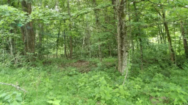 a view of a forest with trees in the background