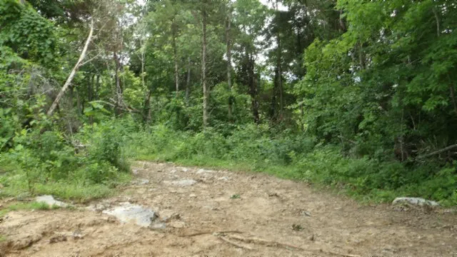 a view of a lush green forest