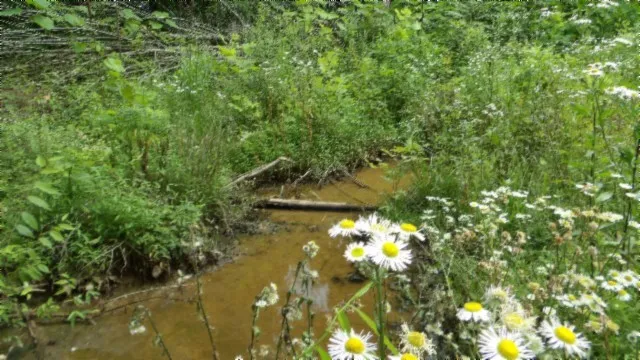 a view of water from a yard