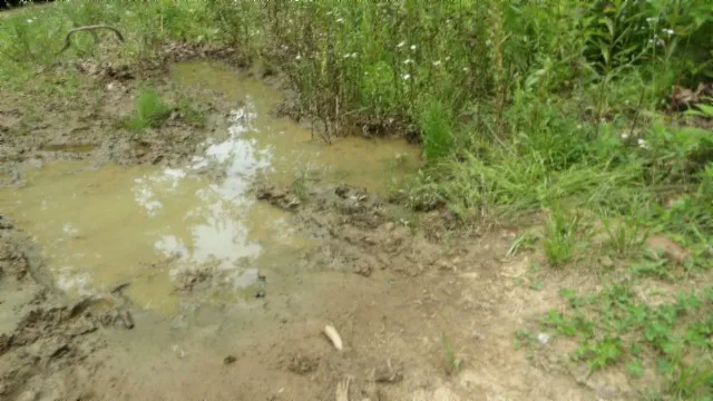 a view of a lush green forest with trees and flowers