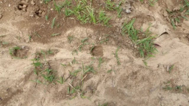 a view of a lush green space