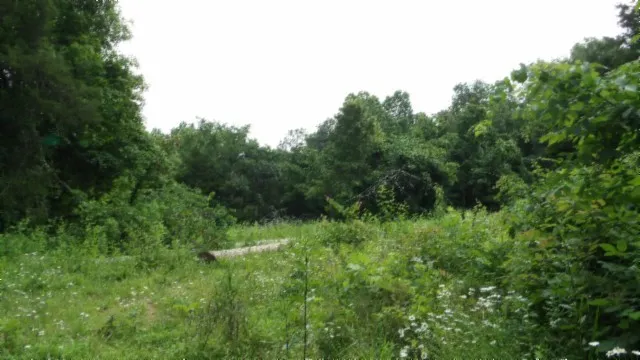 a view of a yard with a tree