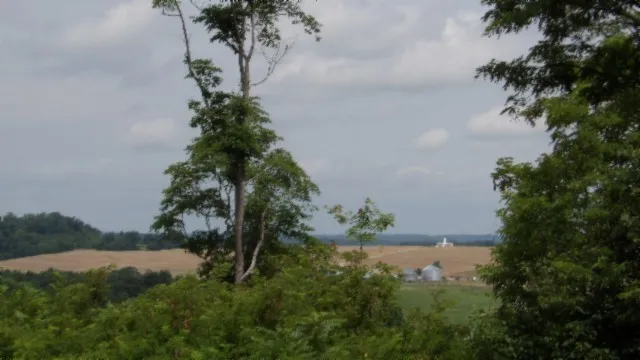 a view of a field of grass and trees