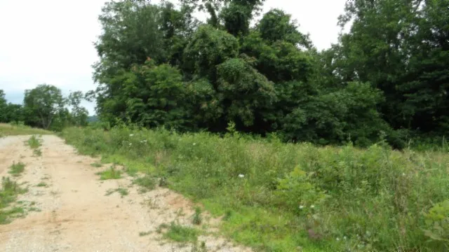 a view of a lush green space