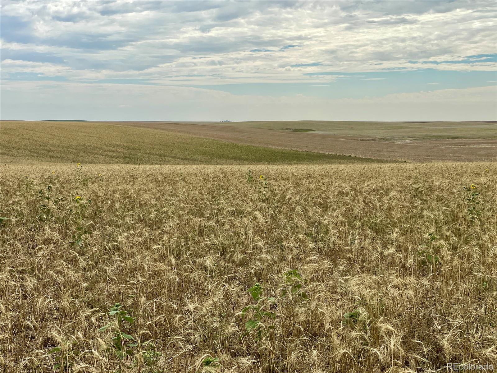 35 County Road Genoa, CO 80818 - Photo 2 of 17 Gallery Image 2