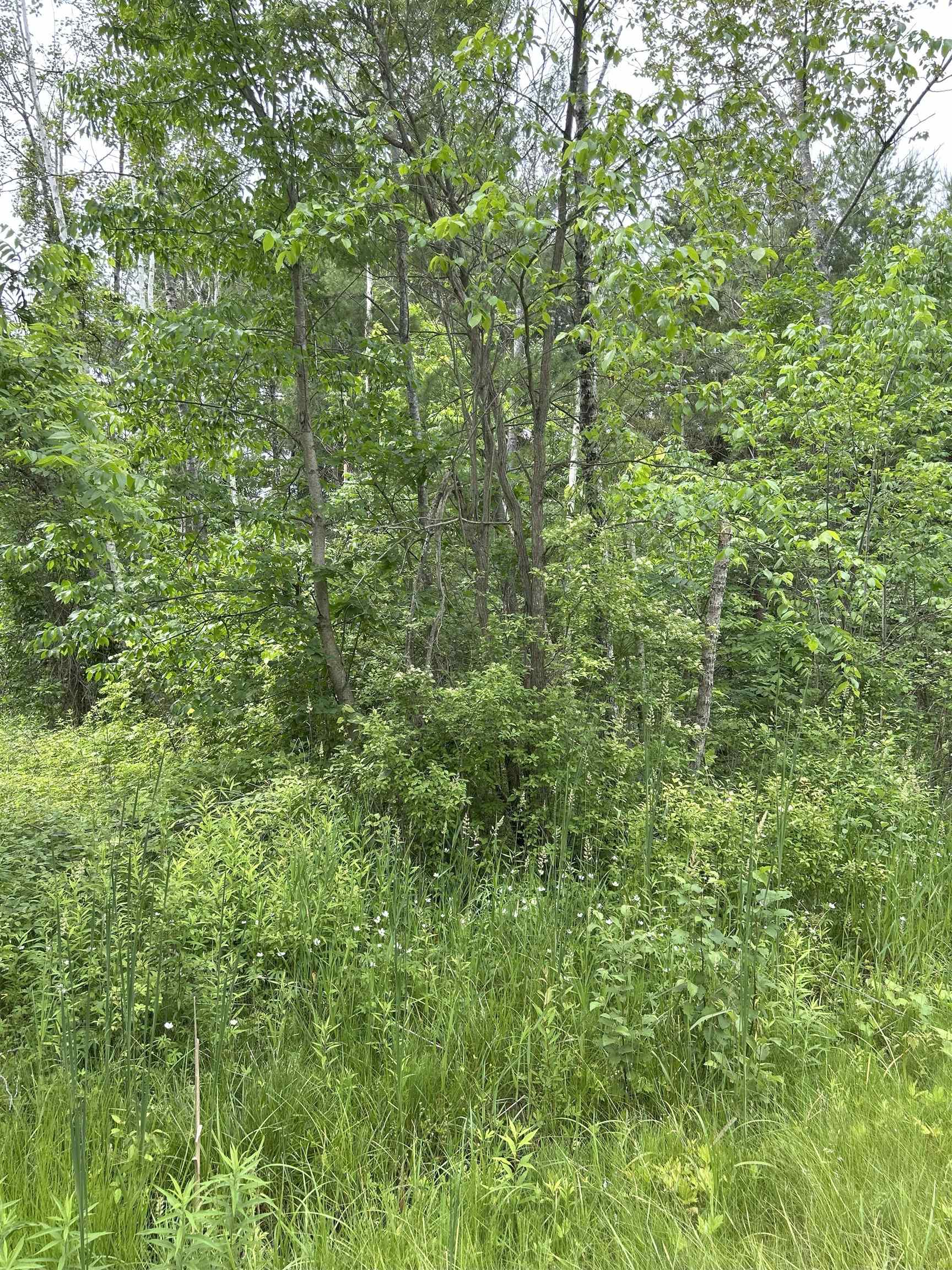 V/l Radov Road Gladwin, MI 48624 - Photo 2 of 5