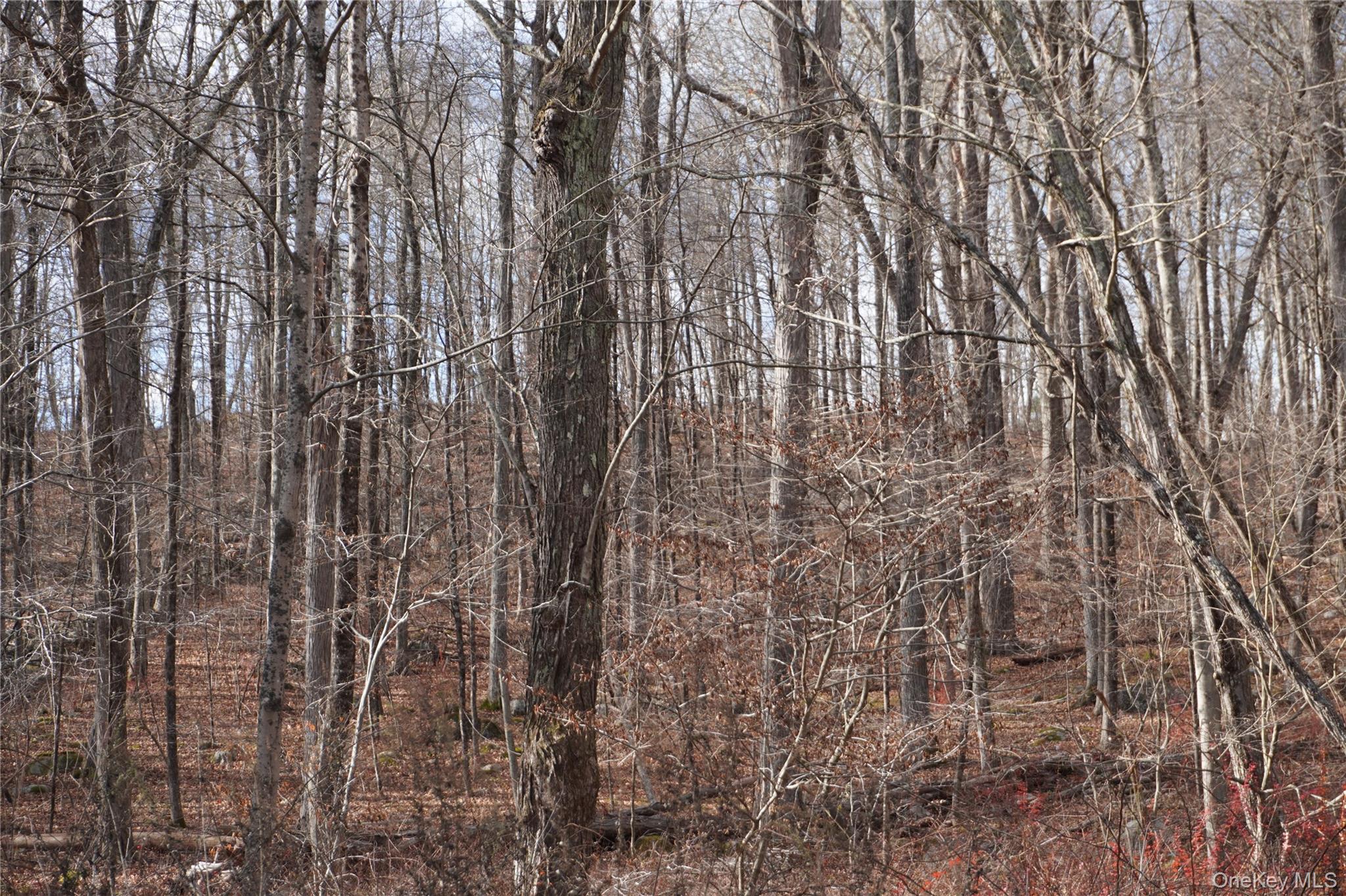 Route 301 Rt-301 Carmel, NY 10512 - Photo 5 of 5 a view of a yard