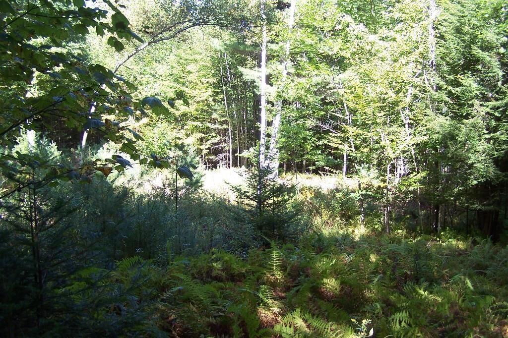 Tbd Lot 22 Tbd Road Norway, ME 04268 - Photo 5 of 5 spring 2