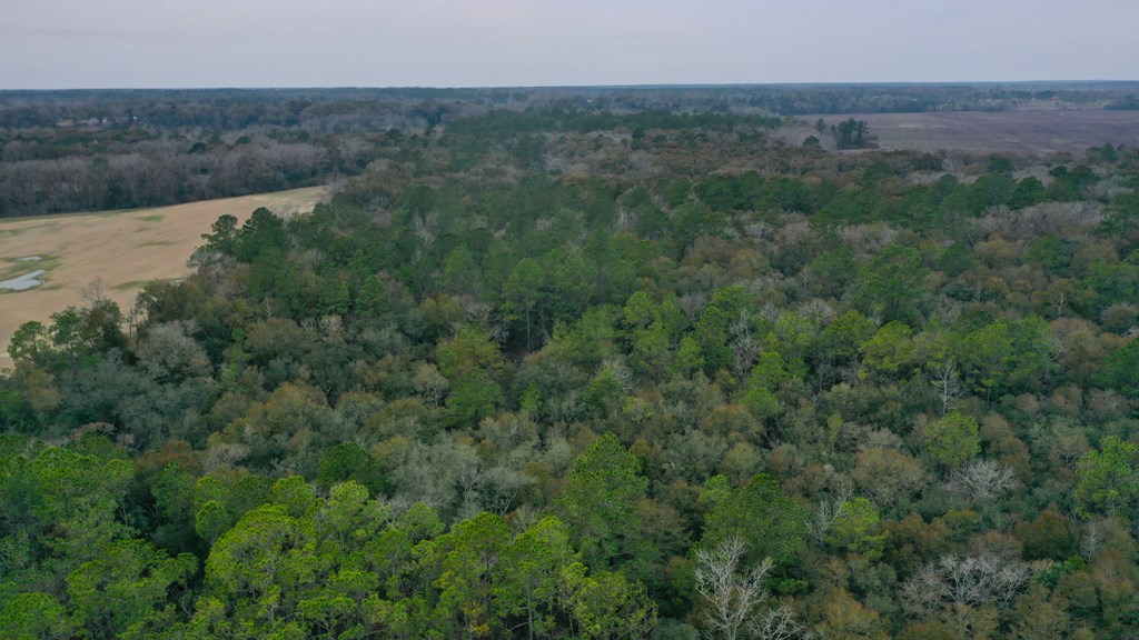 15.05 Pera Road Samson, AL 36477 - Photo 12 of 29