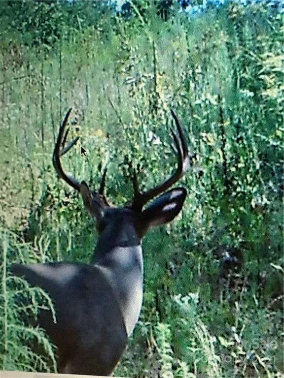 0 Wells Mill Road Bostic, NC 28018 - Photo 6 of 30 Gallery Image 6