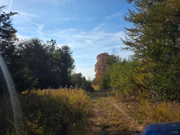 a view of a lake in middle of forest