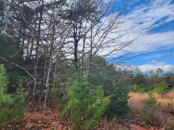 a view of a forest with a yard