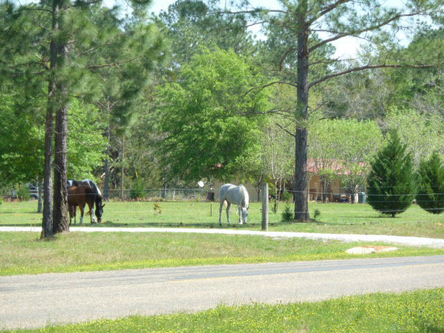 Xx Melton Road Baker, FL 32531 - Photo 6 of 8 a view of a park