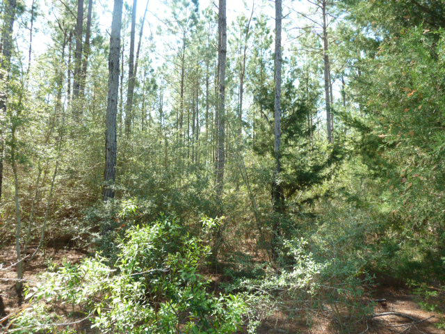 Xx Melton Road Baker, FL 32531 - Photo 7 of 8 a view of a forest that has lots of trees