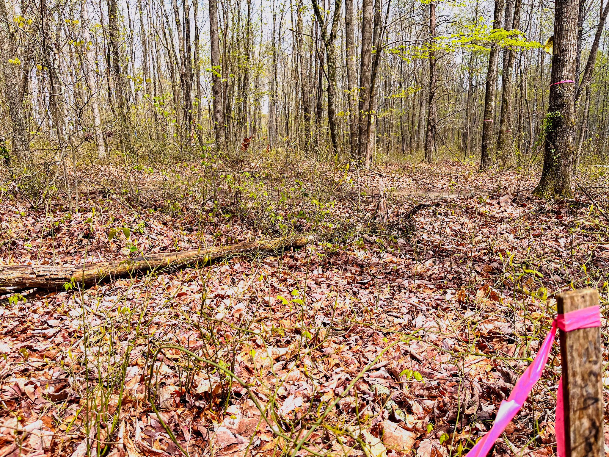 59 Twilight Point Monteagle, TN 37356 - Photo 12 of 16 a view of a pathway with a tree