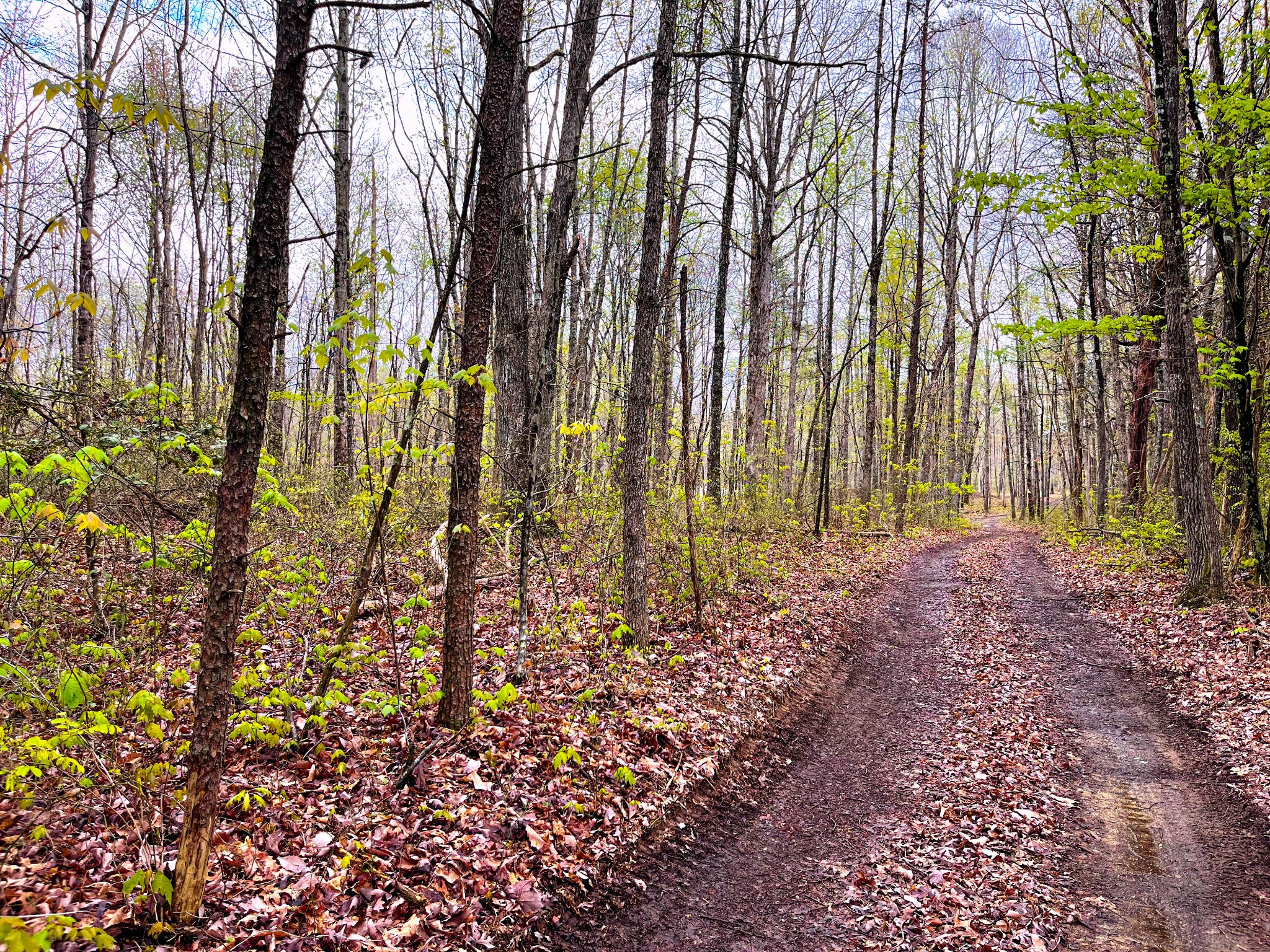 59 Twilight Point Monteagle, TN 37356 - Photo 13 of 16 a view of outdoor space with garden