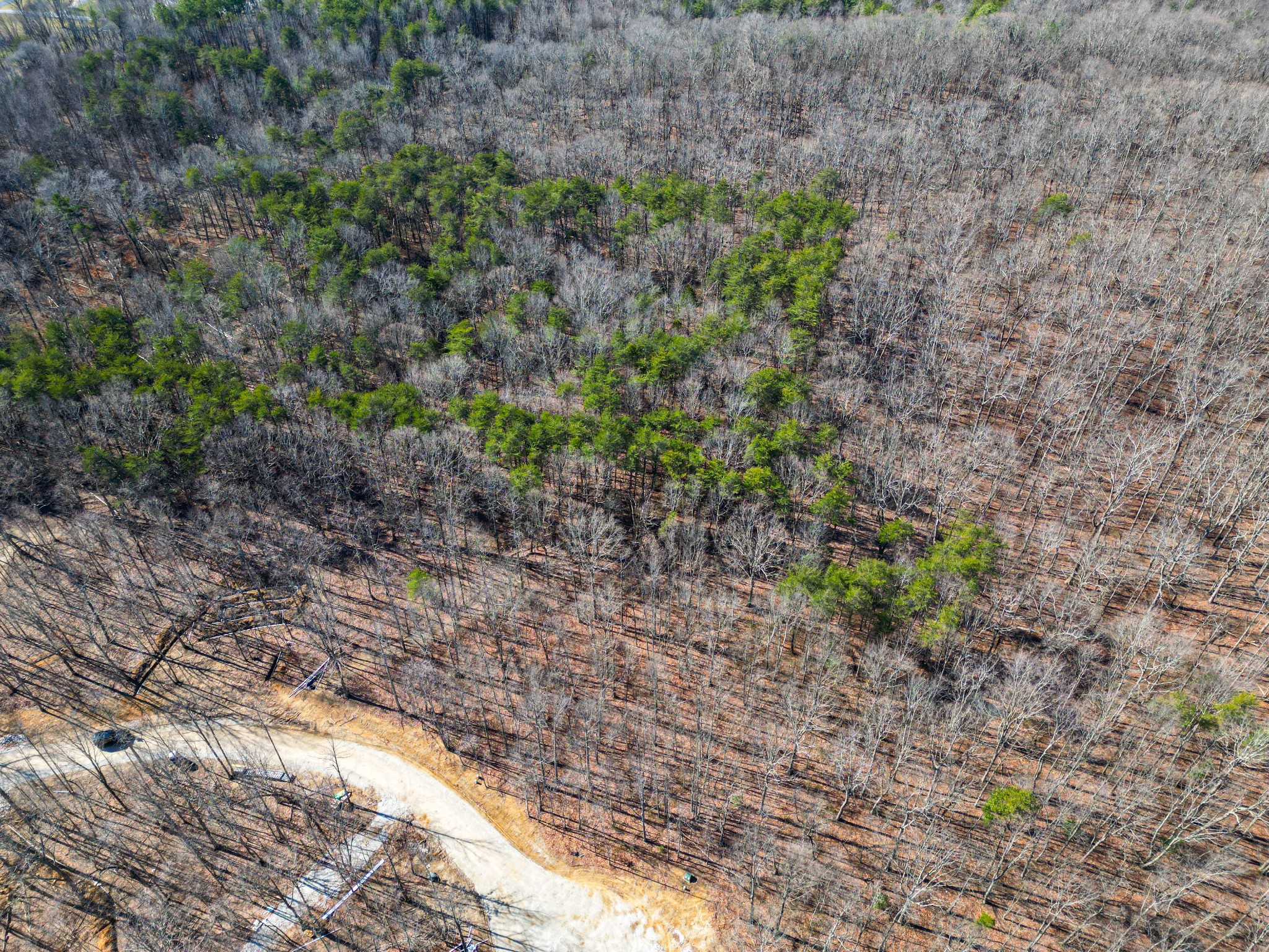 59 Twilight Point Monteagle, TN 37356 - Photo 4 of 16 a view of a yard with plants and trees