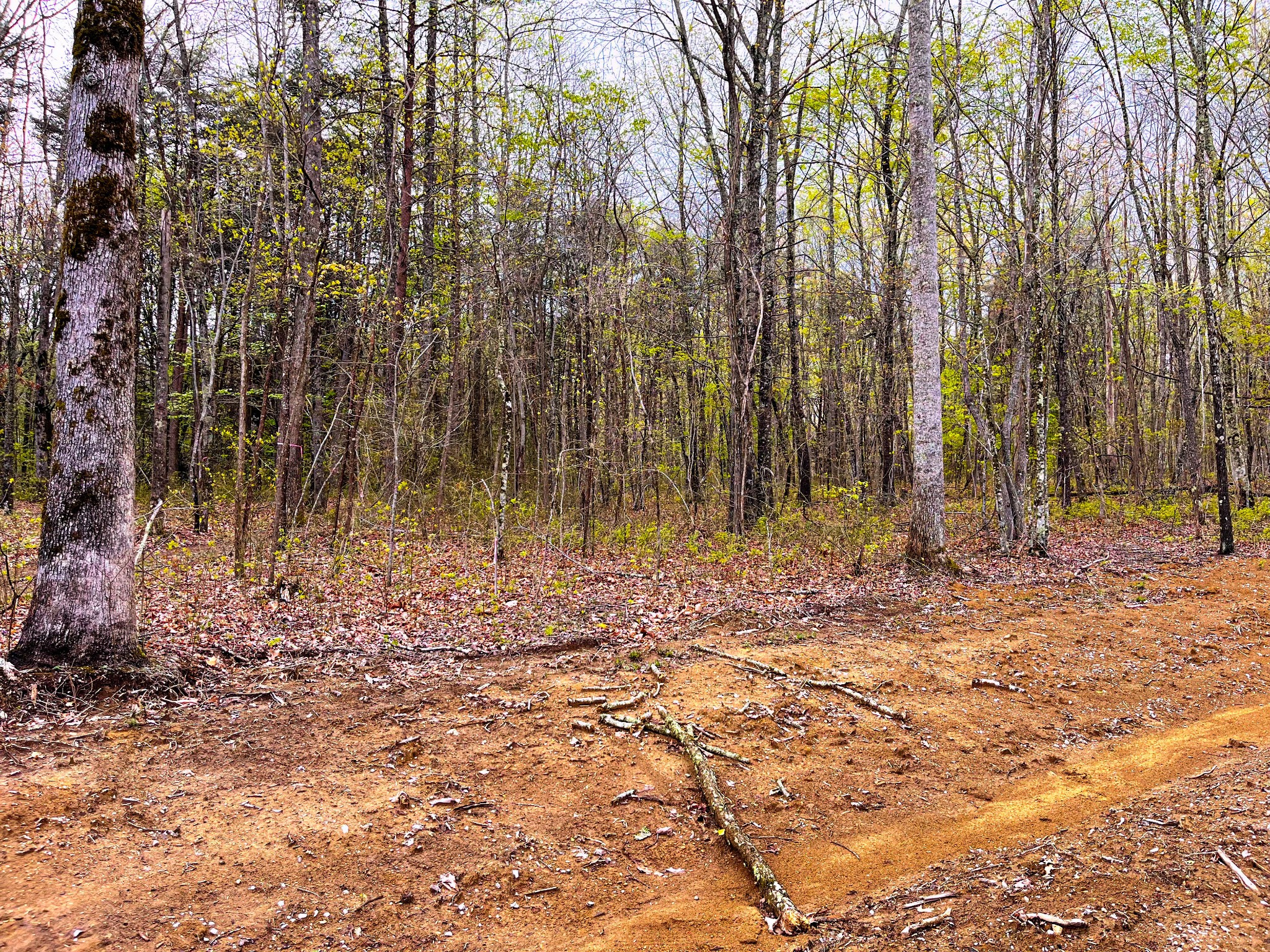 59 Twilight Point Monteagle, TN 37356 - Photo 10 of 16 a view of backyard with trees