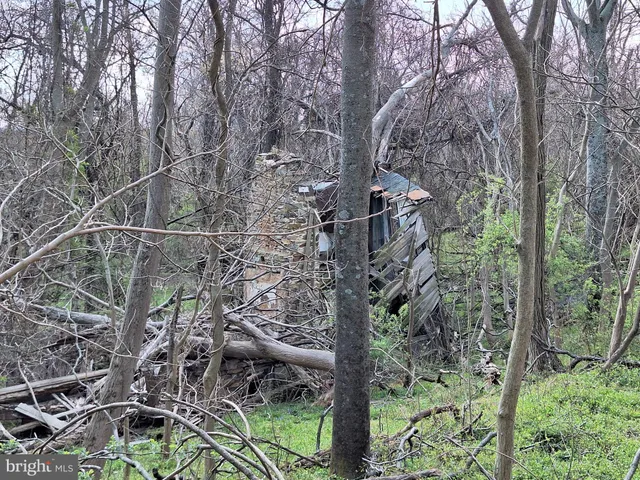 a view of a yard with plants and trees