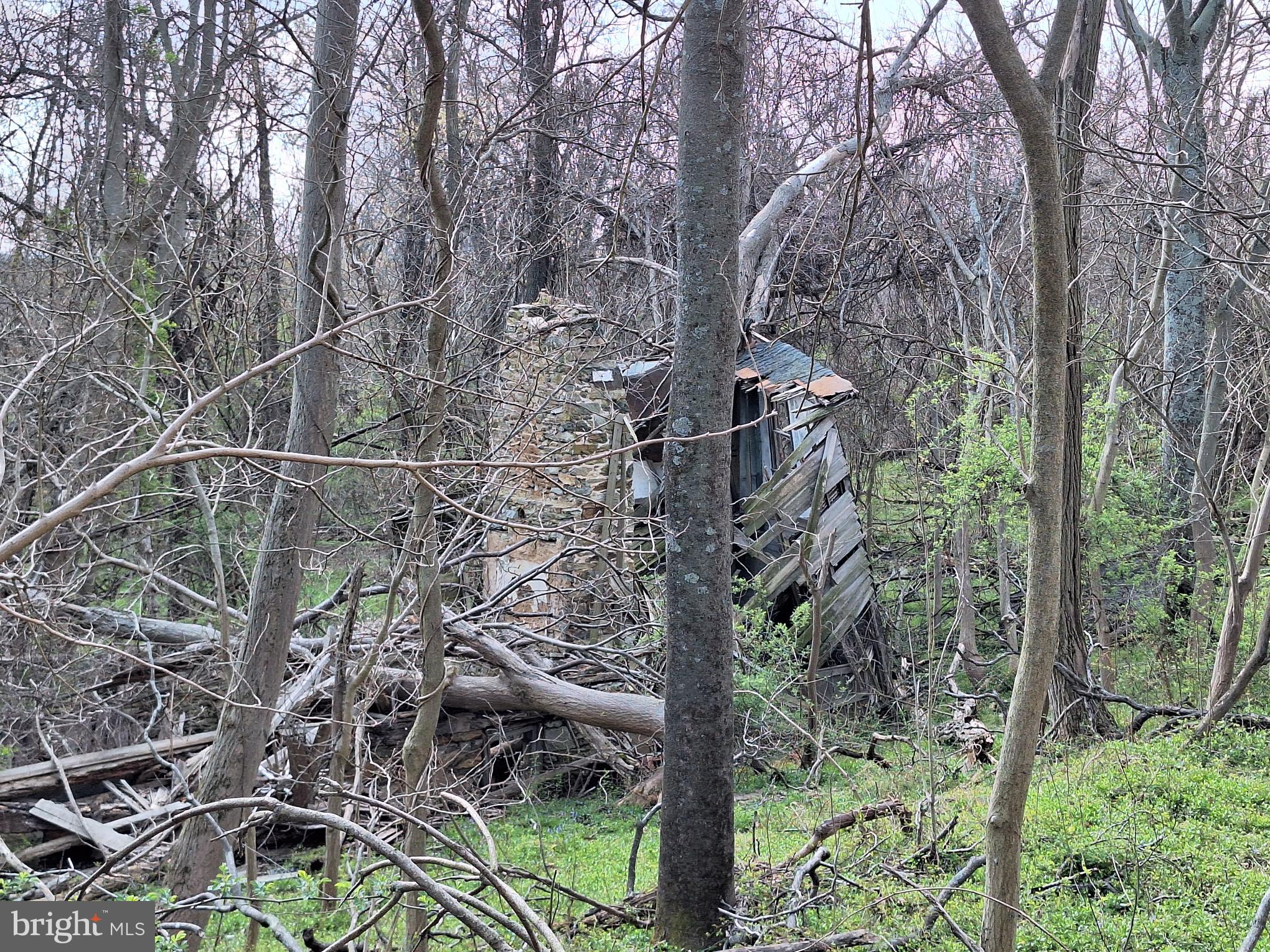 18590-appx Foggy Bottom Road Bluemont, VA 20135 - Photo 21 of 25 a picture of plants