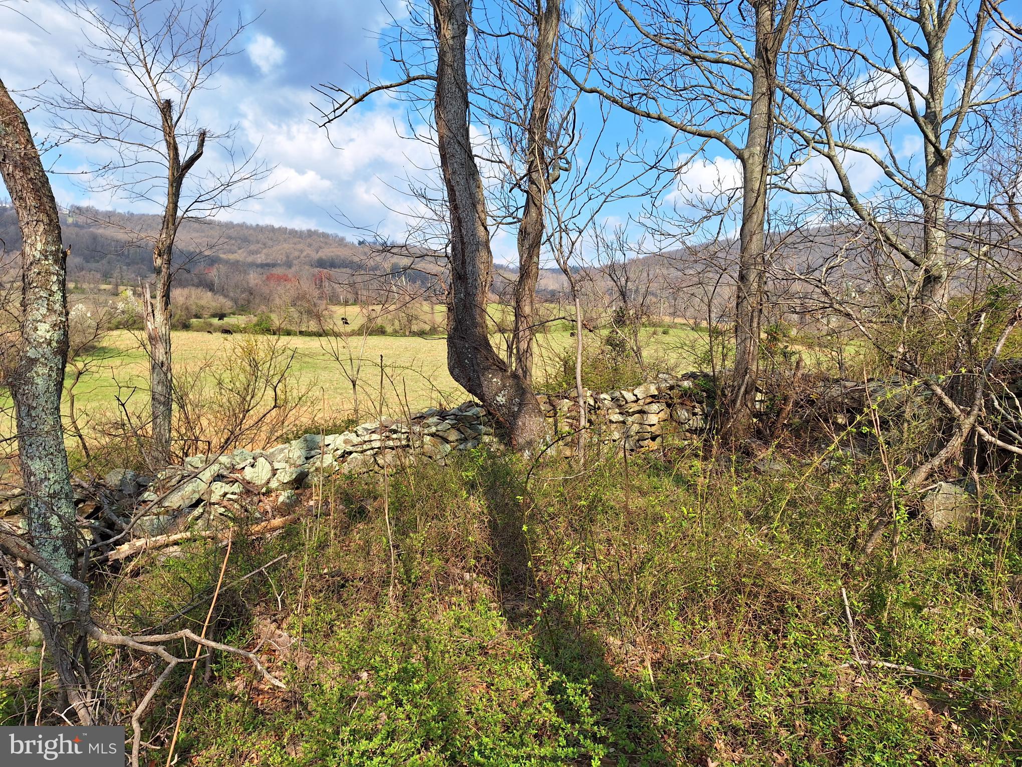 18590-appx Foggy Bottom Road Bluemont, VA 20135 - Photo 5 of 25 a view of a yard with large tree