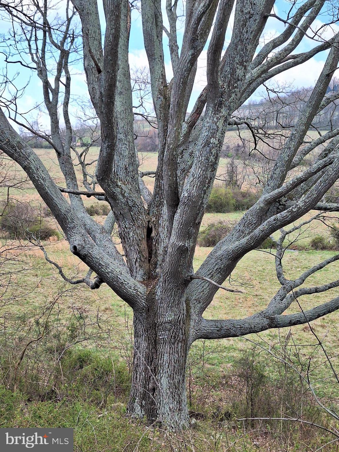 18590-appx Foggy Bottom Road Bluemont, VA 20135 - Photo 8 of 25 a view of a yard with a tree