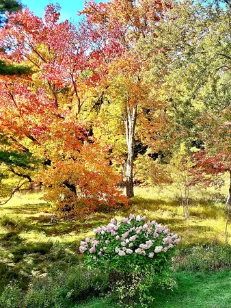 a view of a yard with a tree