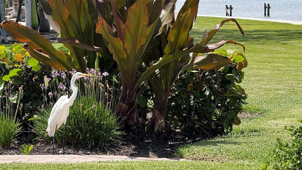 4423 Bay Shore Road Sarasota, FL 34234 - Photo 7 of 51 a picture of a tree