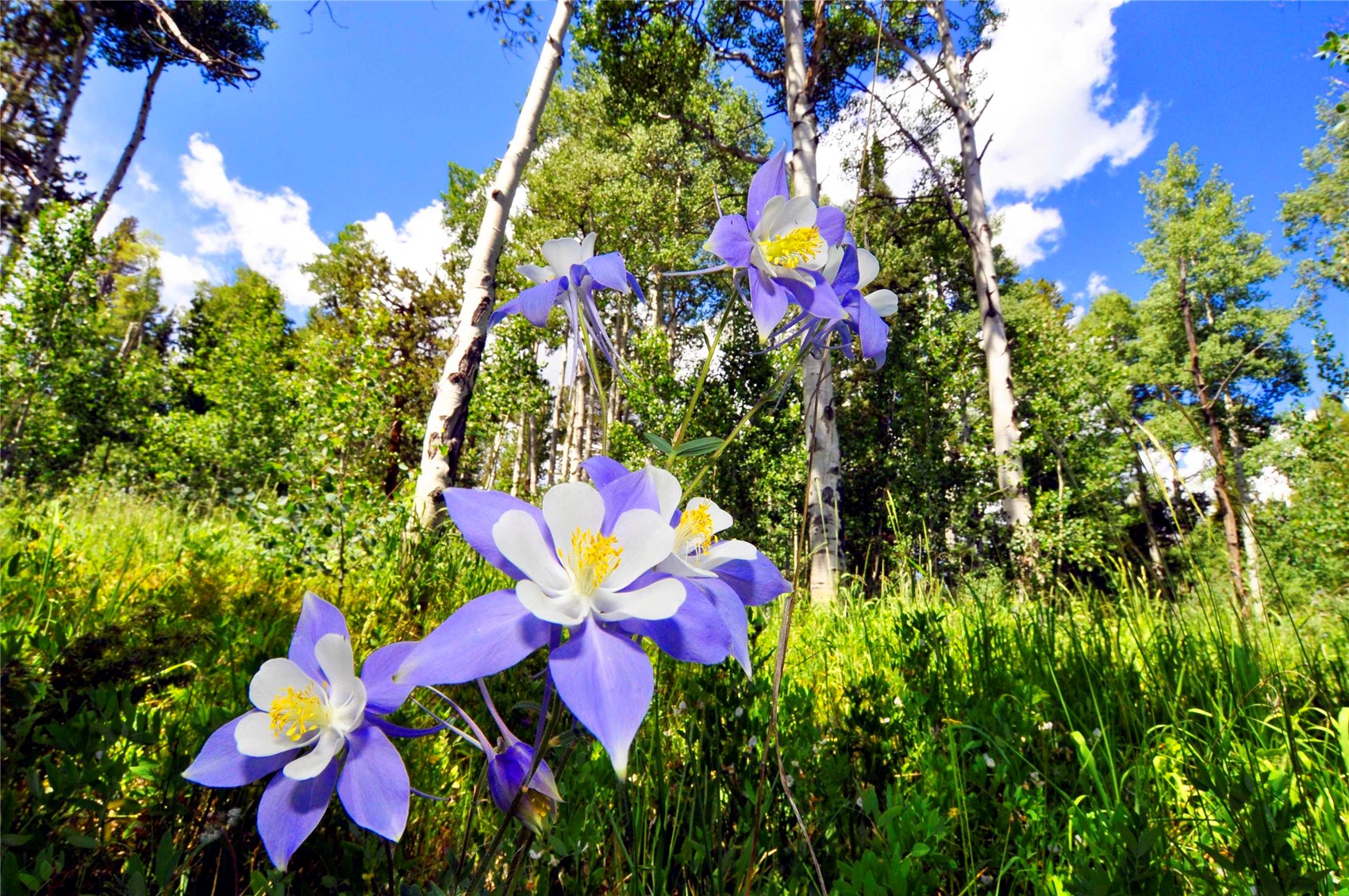 2635 Hunter's Knob Road Silverthorne, CO 80498 - Photo 11 of 12 a view of a flower