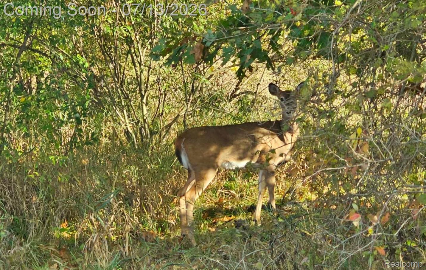 10525 Antcliff Road Brooklyn, MI 49230 - Photo 71 of 80 Abundant with wildlife