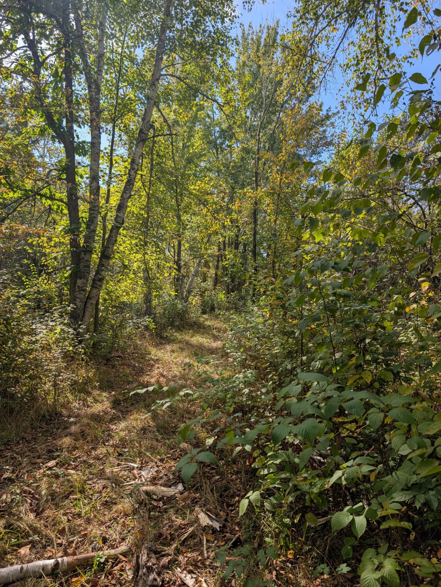Off Birch Lake Road Exeland, WI 54835 - Photo 17 of 44 Gallery Image 17